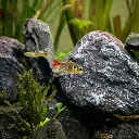 yellow phantom tetra 11.webp
