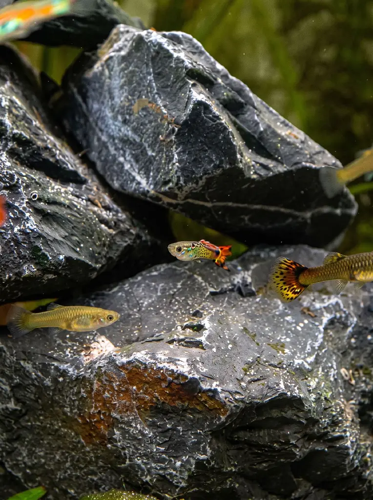 Guppy male34.webp