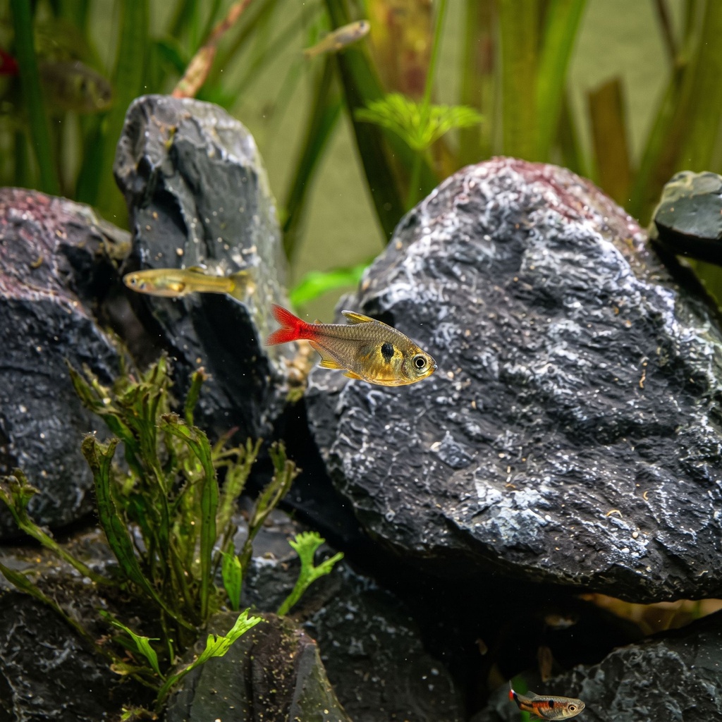 Buy My Fish a Snack